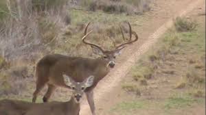 Bucket List Outfitters Texas Hunts