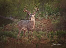 Bucket List Outfitters Texas Hunts